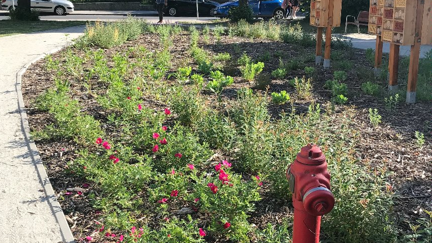 Zdjęcie przedstawia zielony skwer, na którym stoją domki dla owadów. Na pierwszym planie widać czerwony hydrant. W tle widać zaparkowane samochody.