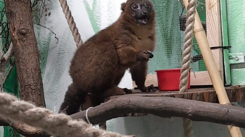 Na zdjęciu znajduje się lemur czerwonobrzuchy, siedzącego na drewnianej półeczce.