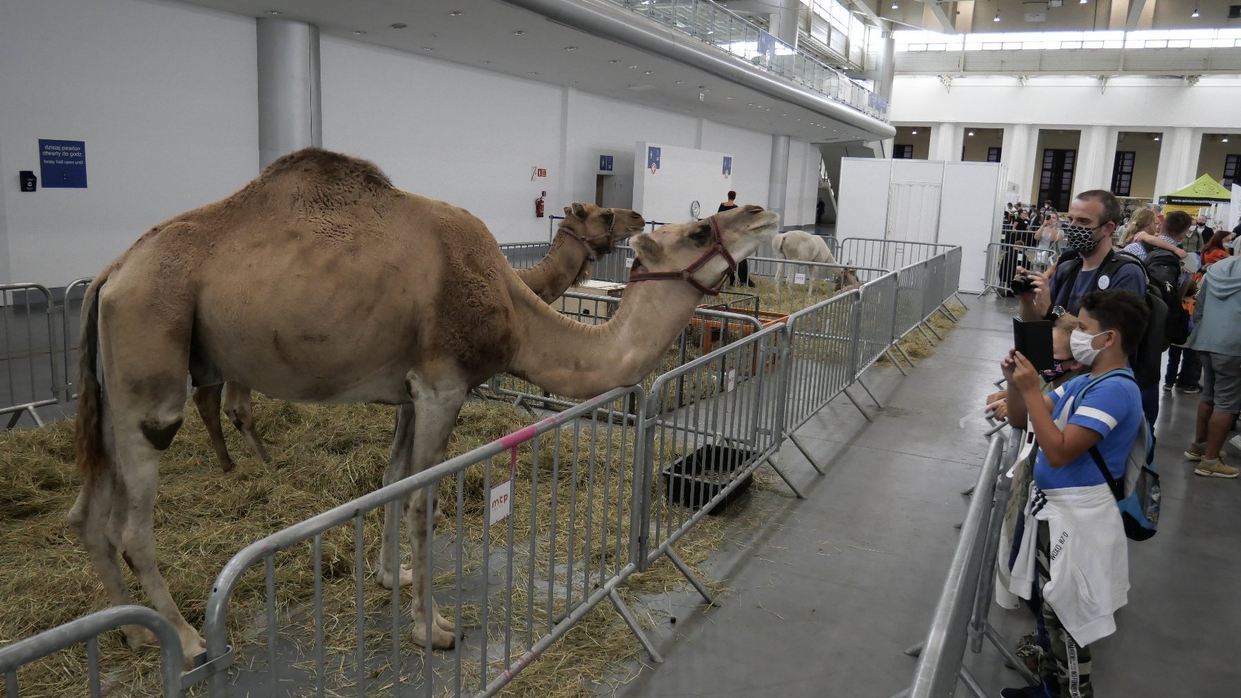 Zdjęcie przedstawia wielbłądy w zagrodzie, która znajduje się w pawilonie targowym. Na przeciwko stoją ludzie, którzy robią im zdjęcia.