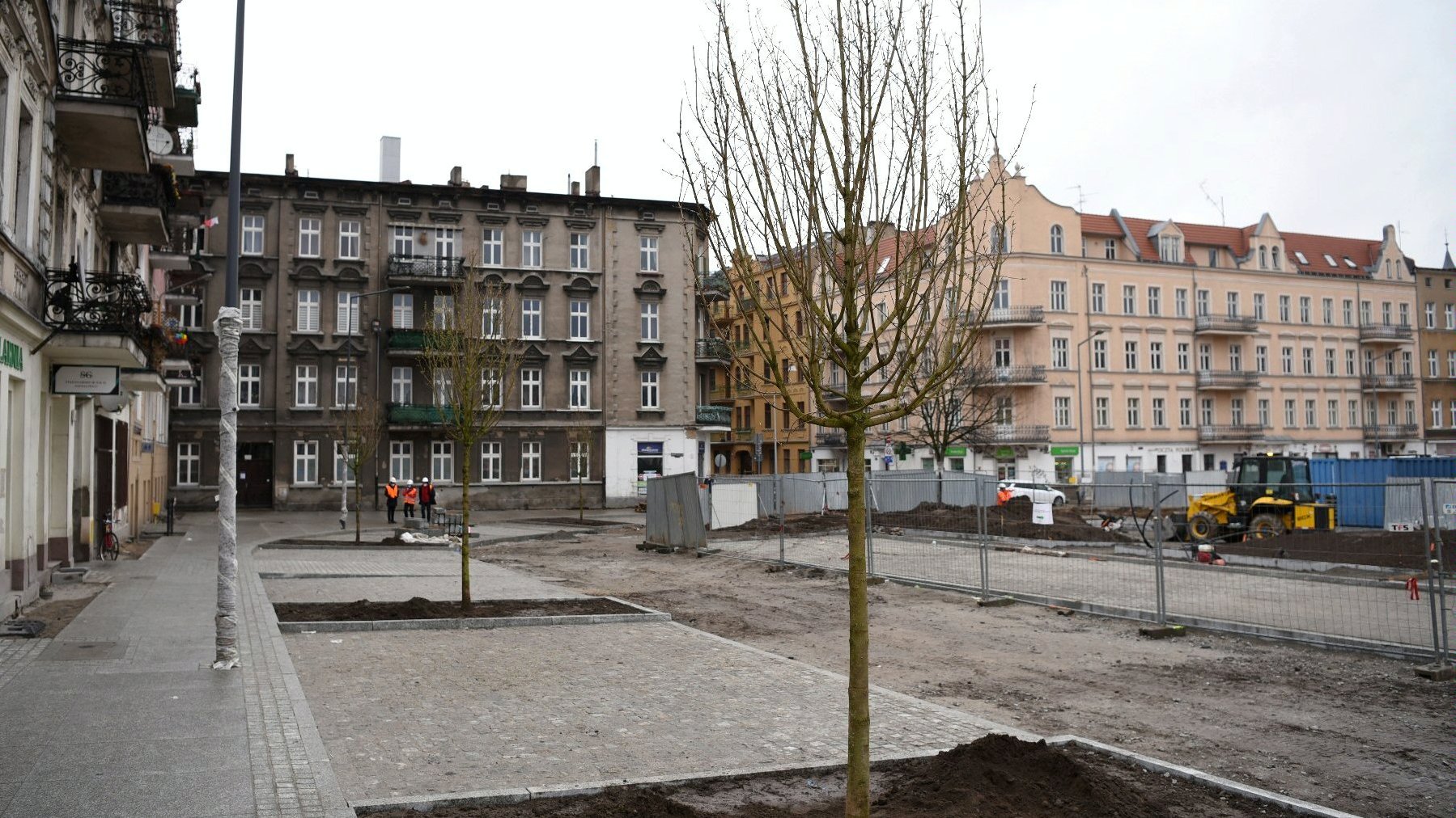 Galeria zdjęć przedstawia nowo nasadzone drzewa na rynku Łazarskim.