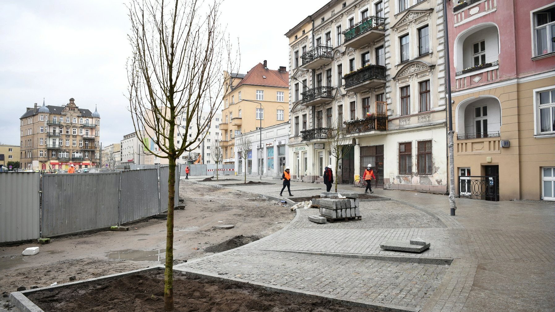 Galeria zdjęć przedstawia nowo nasadzone drzewa na rynku Łazarskim.