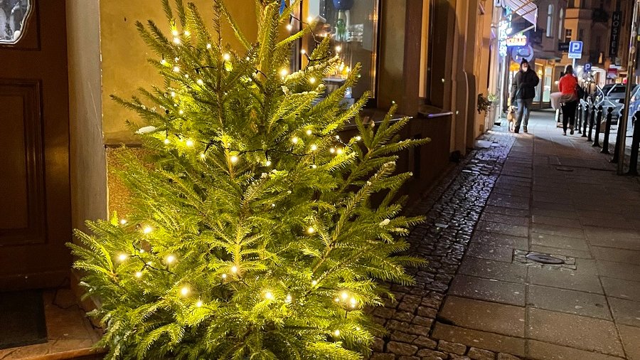 Galeria zdjęć przedstawia choinki na ulicach Poznania.