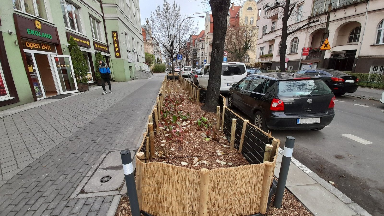 Zdjęcie przedstawia rośliny zasadzone pomiędzy chodnikiem a ulicą. Po chodniku spaceruje mężczyzna, na poboczu jezdni stoją zaparkowane samochody.