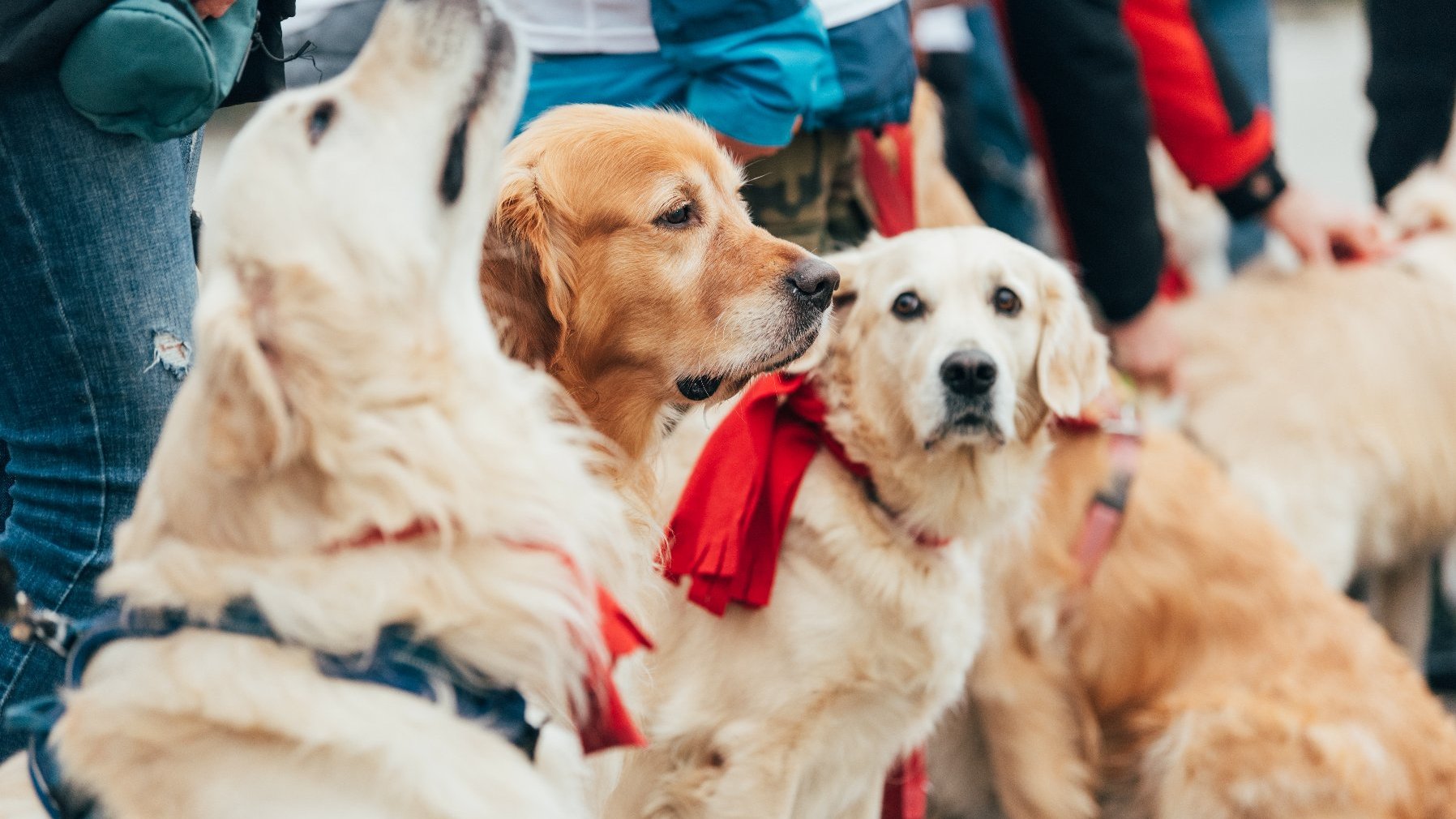 Galeria zdjęć przedstawia golden retrievery z właścicielami na pl. Wolności.