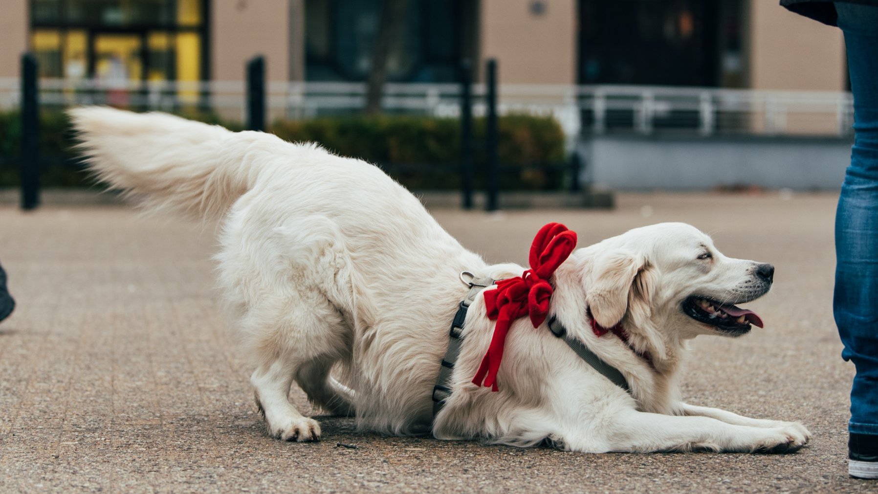 Galeria zdjęć przedstawia golden retrievery z właścicielami na pl. Wolności.