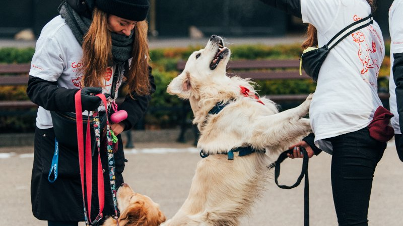 Galeria zdjęć przedstawia golden retrievery z właścicielami na pl. Wolności.