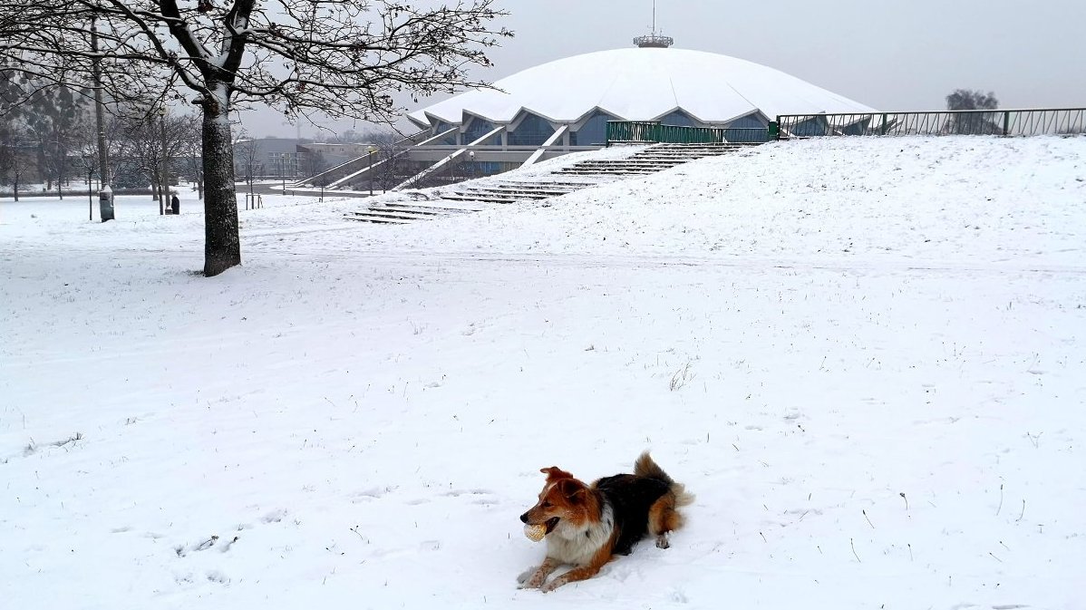 Grafika przedstawia park Kasprowicza pokryty śniegiem. W tle widać halę Arena, a na pierwszym planie leżącego psa. Na grafice znajdują się też informacje o planowanym spacerze.