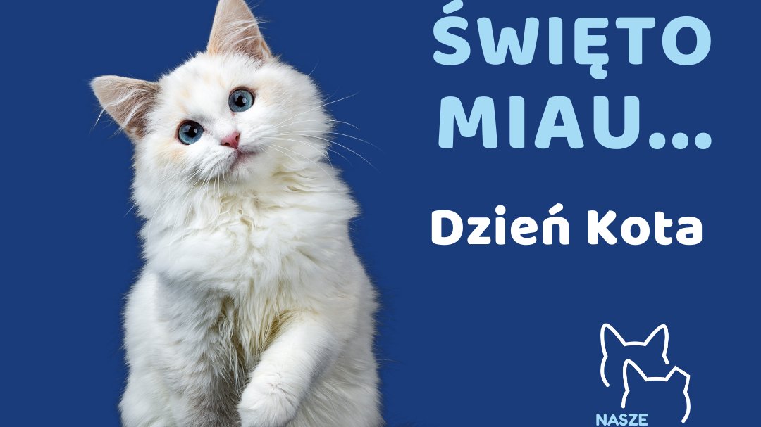 Grafika przedstawia kota na niebieskim tle. Obok napis: Święto miau... Dzień Kota.