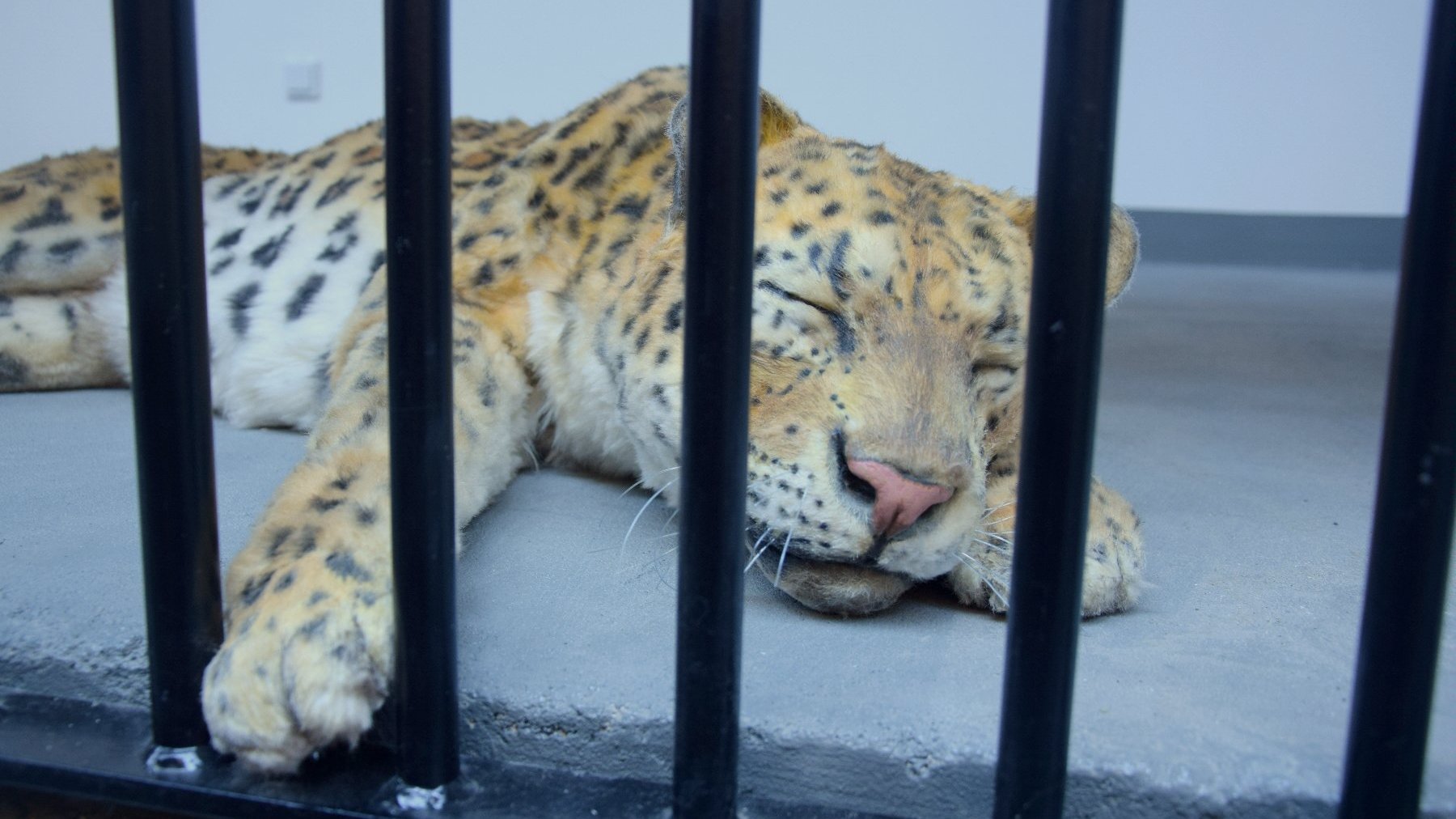 Galeria zdjęć przedstawia Muzeum Historii Zoo i Lwa.