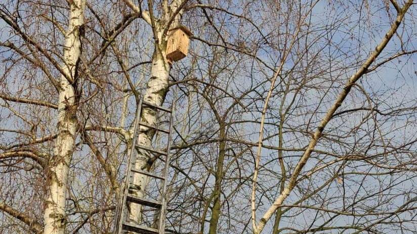 Galeria zdjęć przedstawia drewniane budki lęgowe dla ptaków na drzewach.