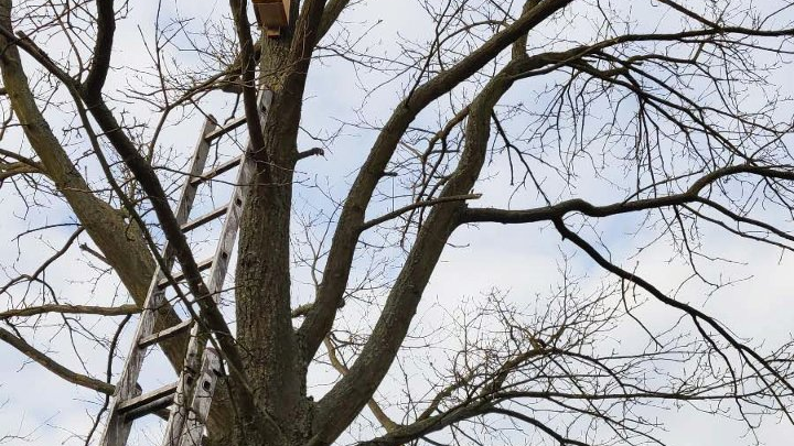 Galeria zdjęć przedstawia drewniane budki lęgowe dla ptaków na drzewach.