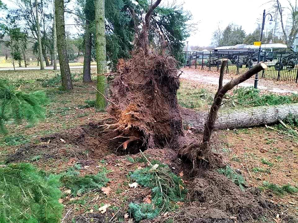 Zdjęcie przedstawia powalone drzewo. - grafika artykułu