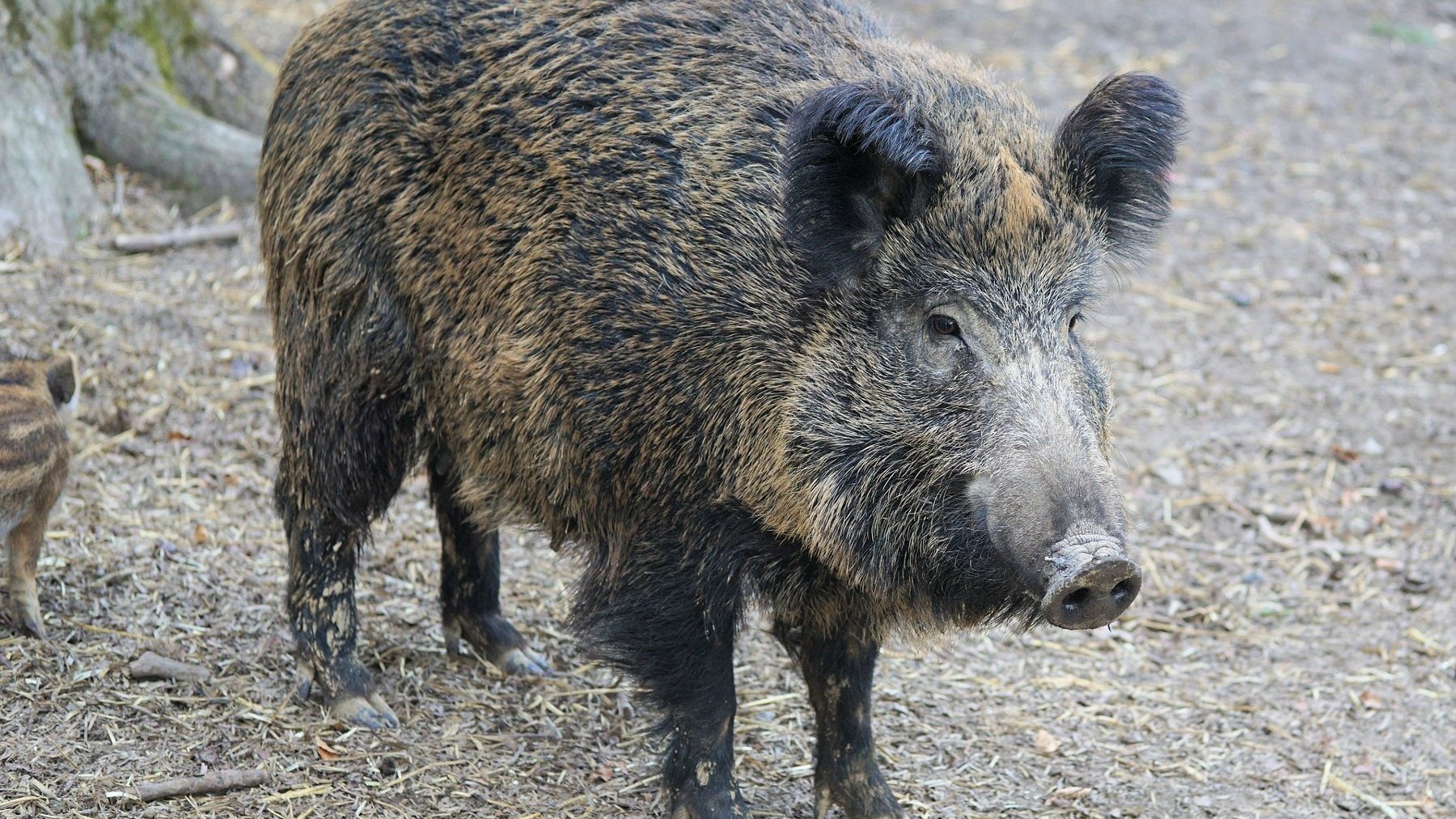 Zdjęcie przedstawia dzika.