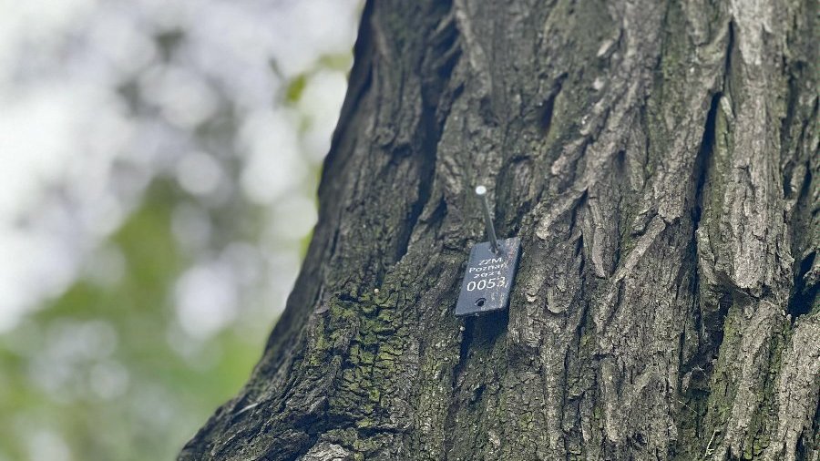 Drzewa w centrum przebadane. Każde ma swoją metryczkę