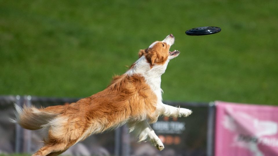 Galeria zdjęć przedstawia pierwszy dzień dogfrisbee World Finals USDDN Polska 2022.