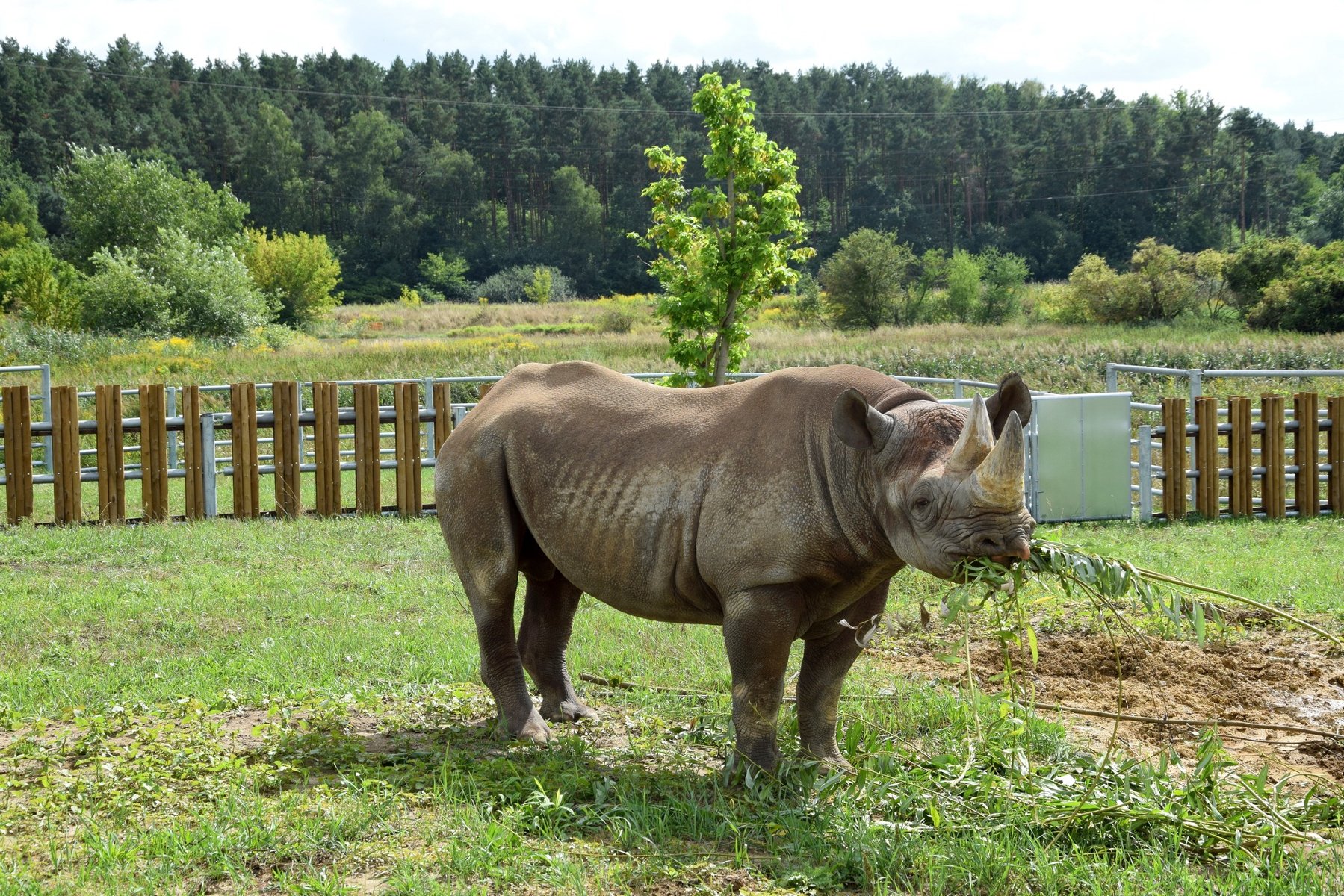 Na zdjęciu nosorożec w zoo na trawie, je gałęzie - grafika artykułu