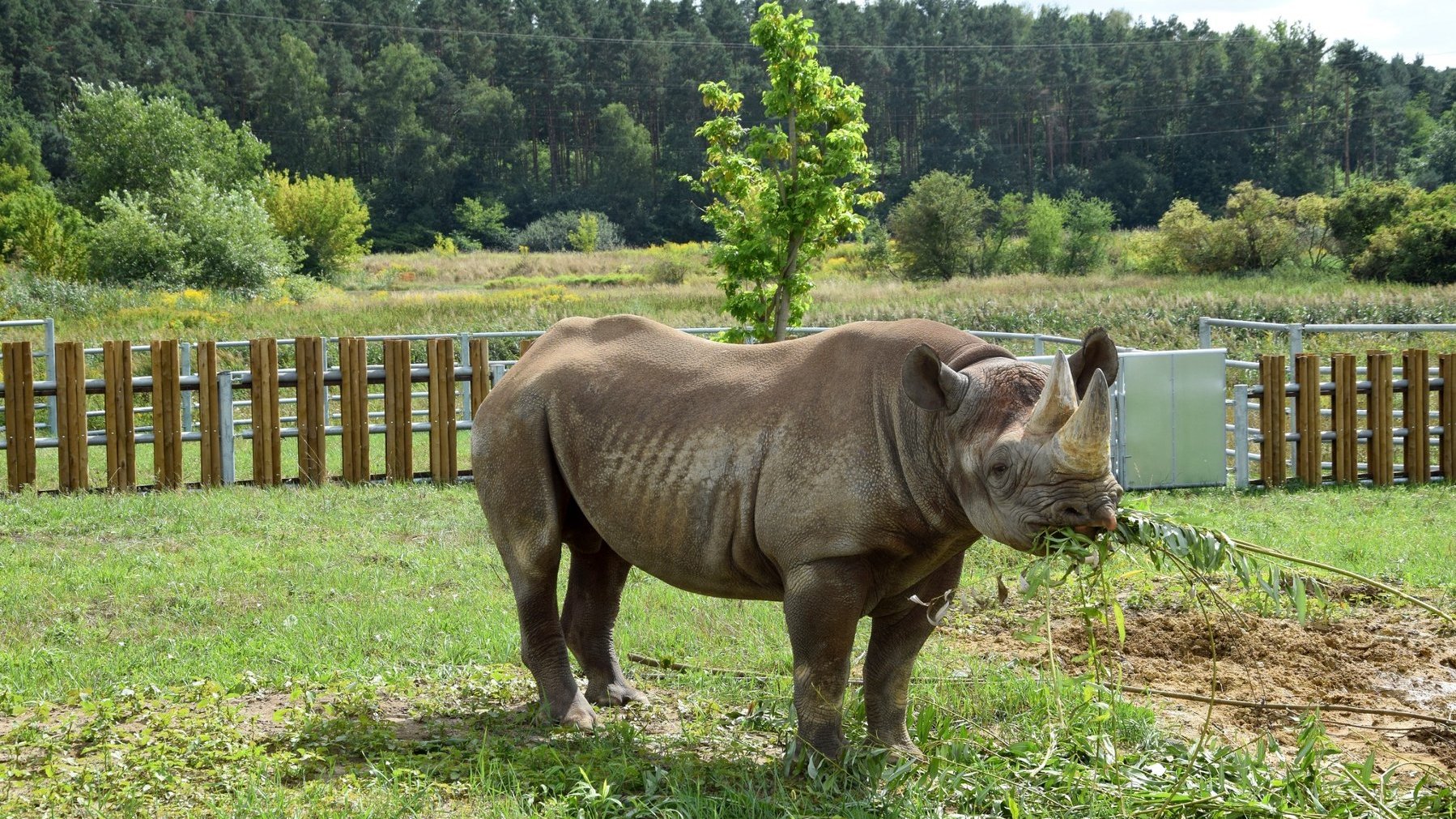 Na zdjęciu nosorożec w zoo na trawie, je gałęzie