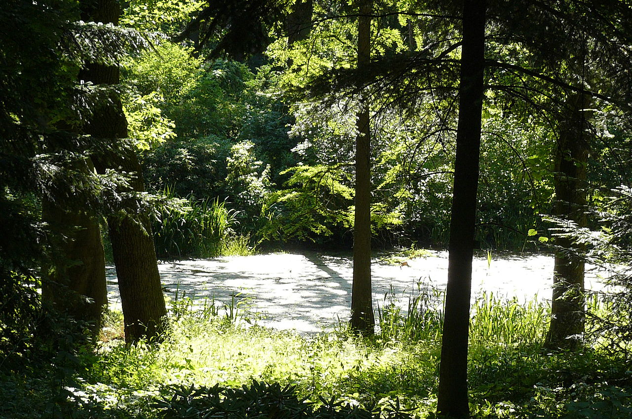 Na zdjęciu park: widać drzewa i staw - grafika artykułu