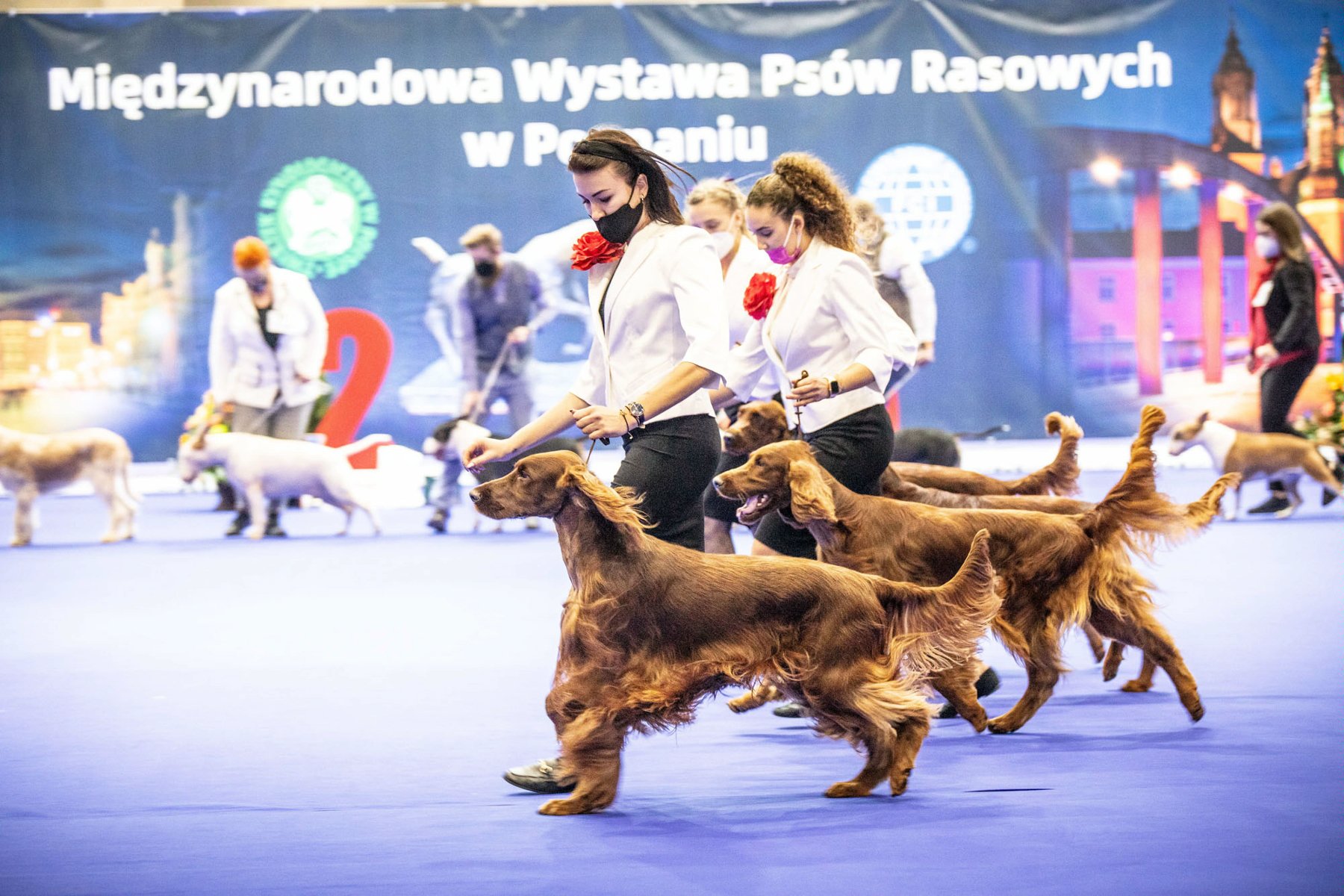 Galeria zdjęć przedstawia rasowe psy wraz z opiekunami. - grafika artykułu