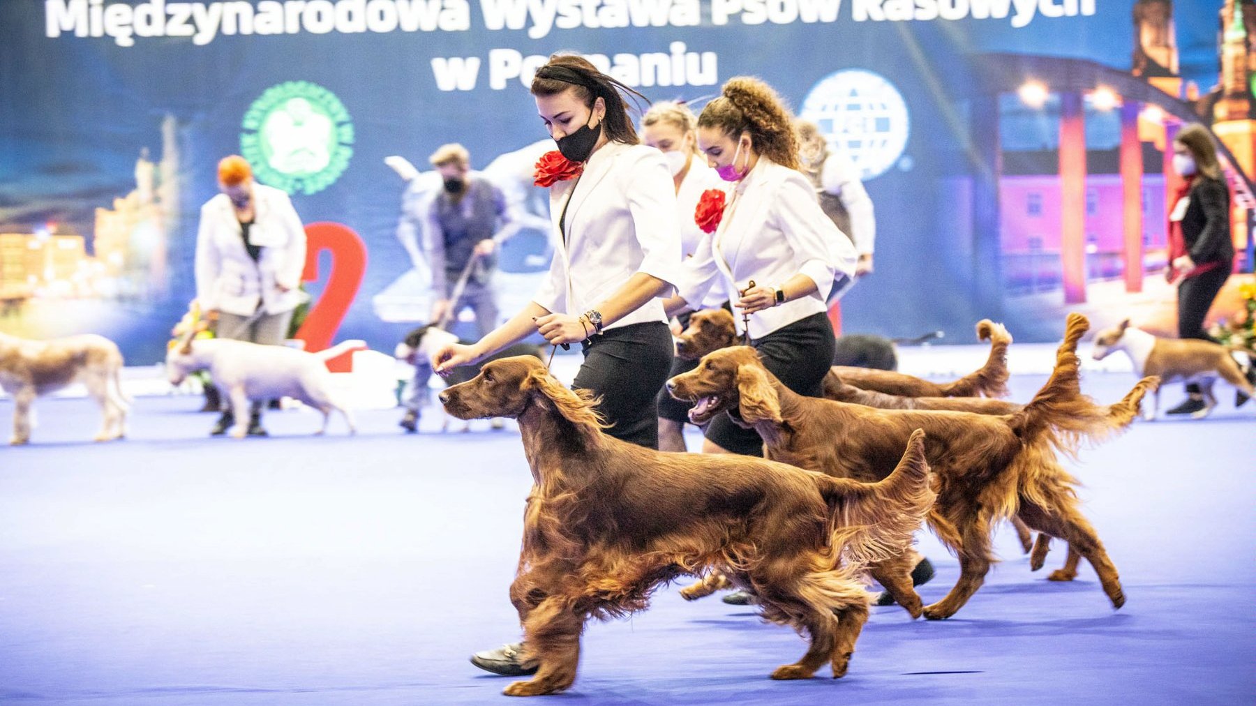 Galeria zdjęć przedstawia rasowe psy wraz z opiekunami.