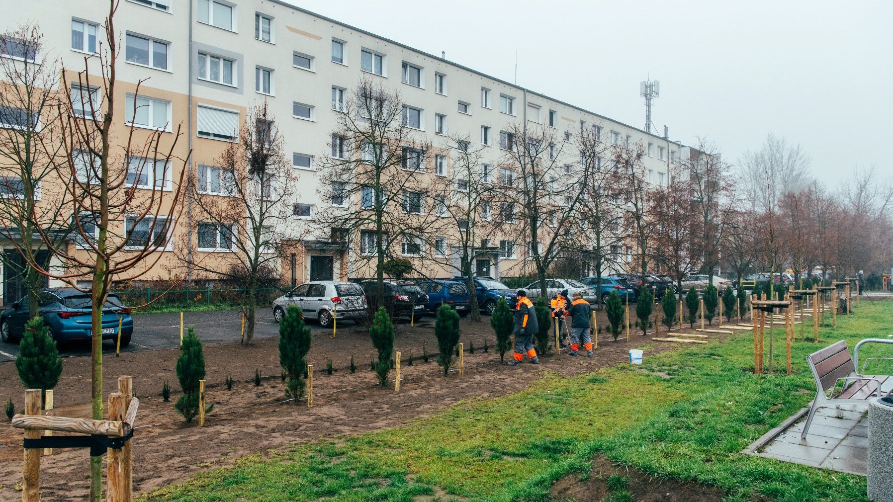 Galeria zdjęć przedstawia sadzenie drzew przy ulicy, na zdjęciach znajdują się sadzonki drzew ora pracownicy wykonujący nasadzenia