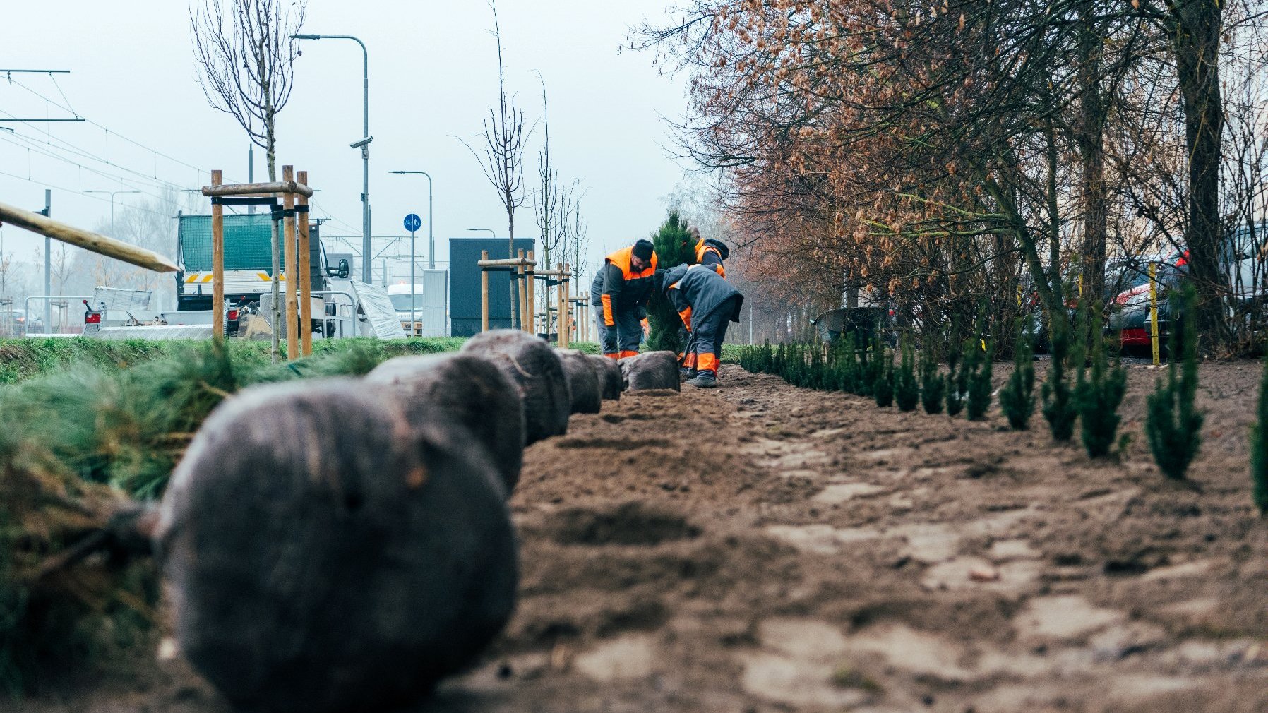 Galeria zdjęć przedstawia sadzenie drzew przy ulicy, na zdjęciach znajdują się sadzonki drzew ora pracownicy wykonujący nasadzenia