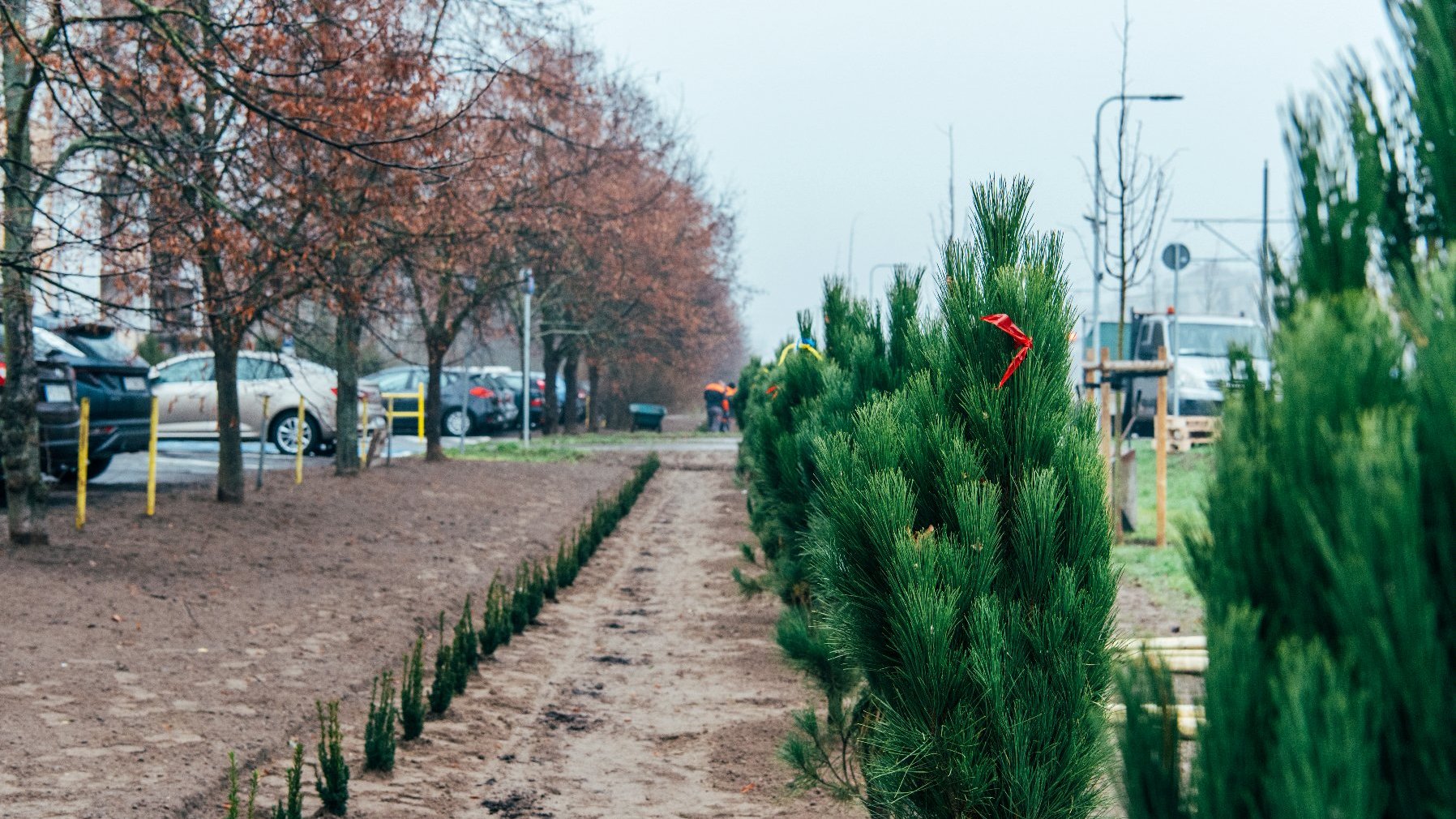 Galeria zdjęć przedstawia sadzenie drzew przy ulicy, na zdjęciach znajdują się sadzonki drzew ora pracownicy wykonujący nasadzenia