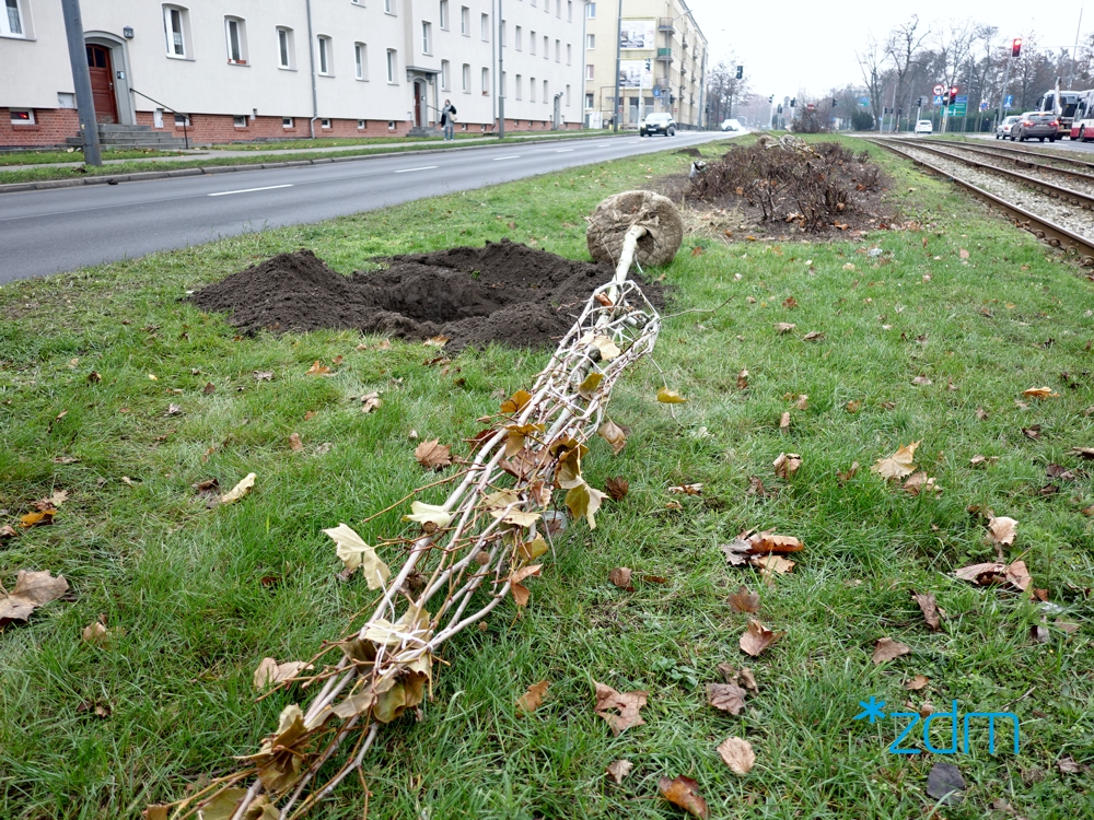 Drzewa przygotowane do zasadzenie przy ul. Przybyszewskiego - grafika artykułu