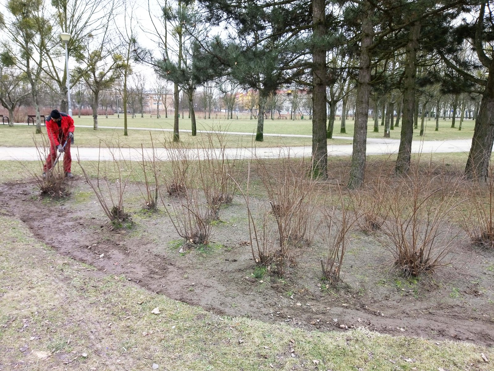 Galeria zdjęć przedstawia przycinęte krzewy w poznańskich parkach - grafika artykułu