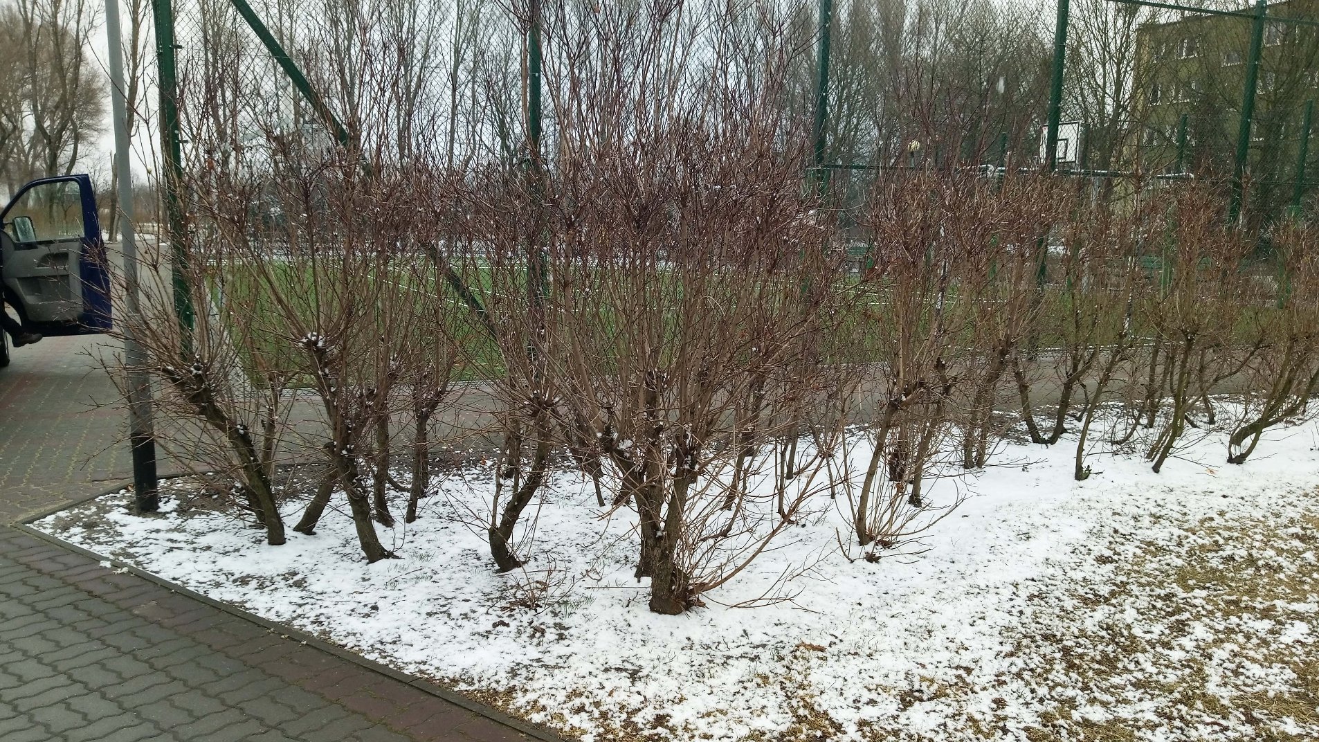 Galeria zdjęć przedstawia przycinęte krzewy w poznańskich parkach