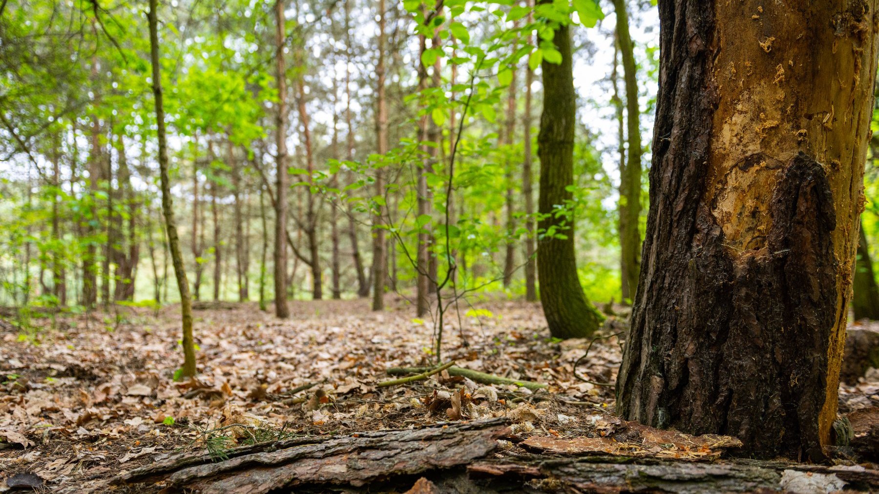 Na zdjęciu widok na las z dołu, z poziomu ściółki, na pierwszym planie zniszczone drzewo