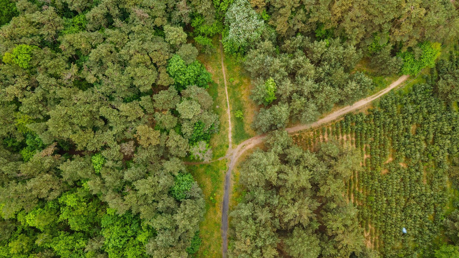 Widok z góry na las, po środku widać ścieżkę