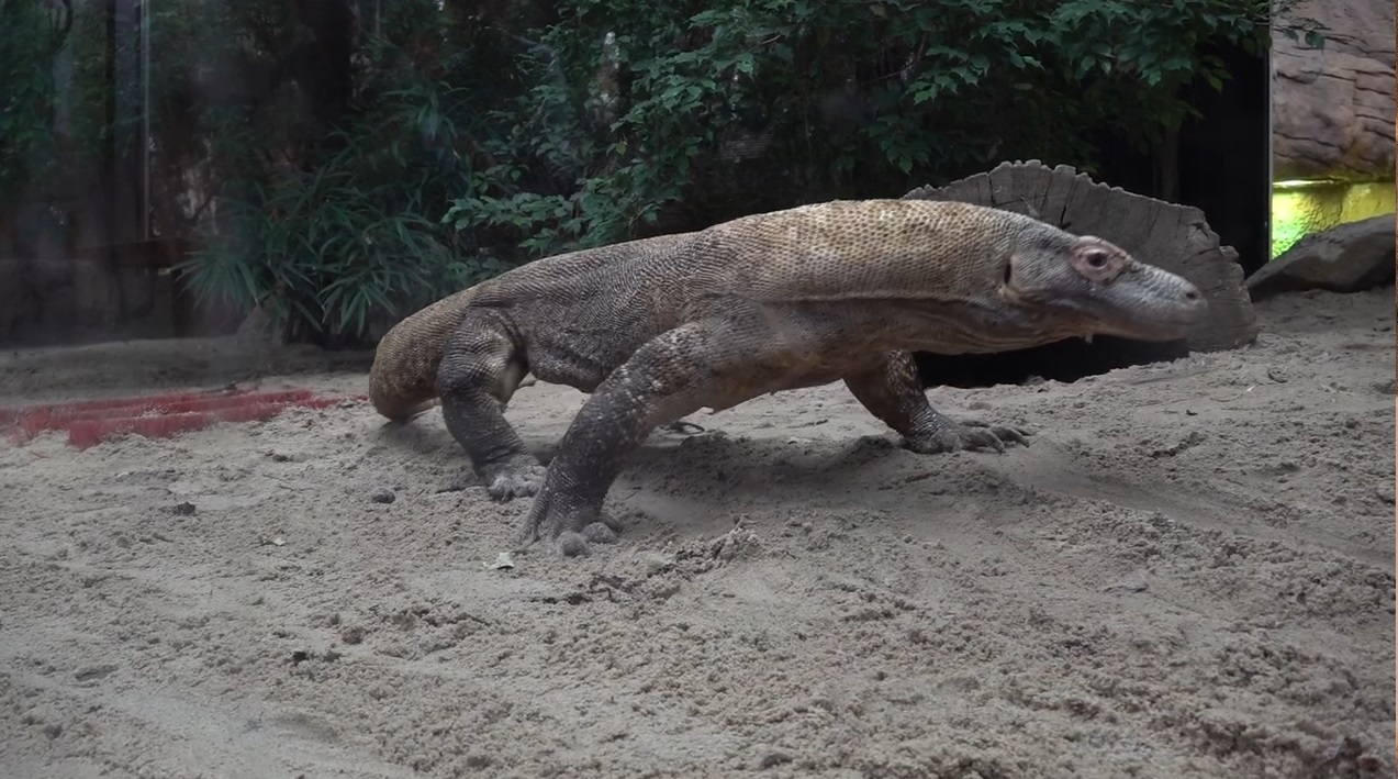 Do poznańskiego zoo przyjechał nowy lokator. Waży blisko 100 kg - grafika artykułu