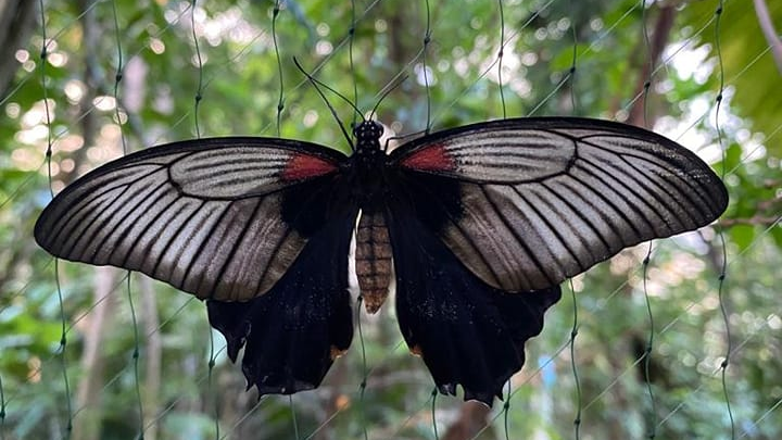 Motyl z biało-czarnymi skrzydłami i jasnym odwłokiem siedzi na siatce ogrodzenia. Za siatką egzotyczne drzewa liściaste.