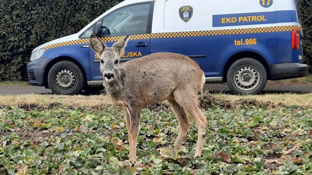 Zdjęcie przedstawia sarnę, która stoi przed samochodem ekopatrolu.