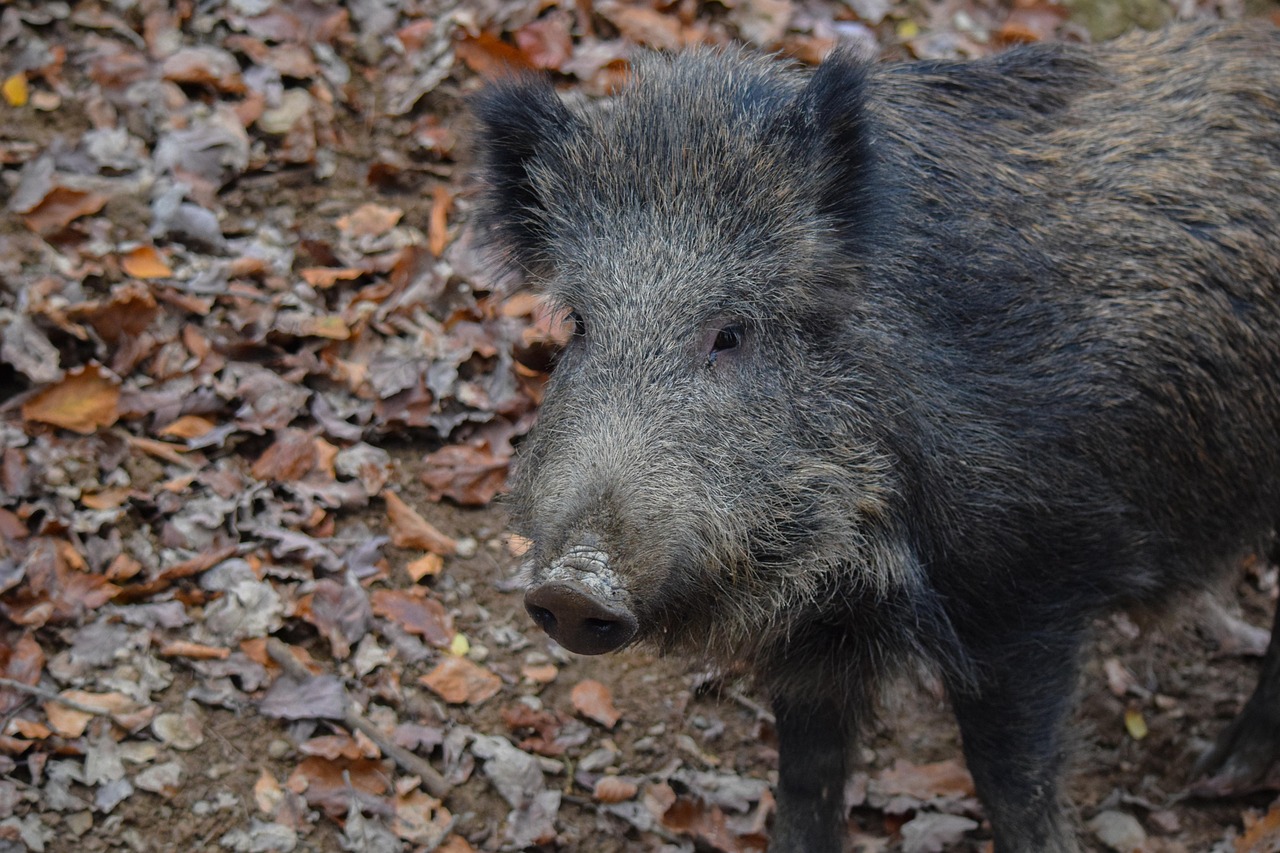 Osoby, które nie chcą spotykać dzików w sąsiedztwie własnego domu, powinny pamiętać o przestrzeganiu pewnych zasad/ fot. Pixabay Osoby, które nie chcą spotykać dzików w sąsiedztwie własnego domu, powinny pamiętać o przestrzeganiu pewnych zasad/ fot. Pixabay