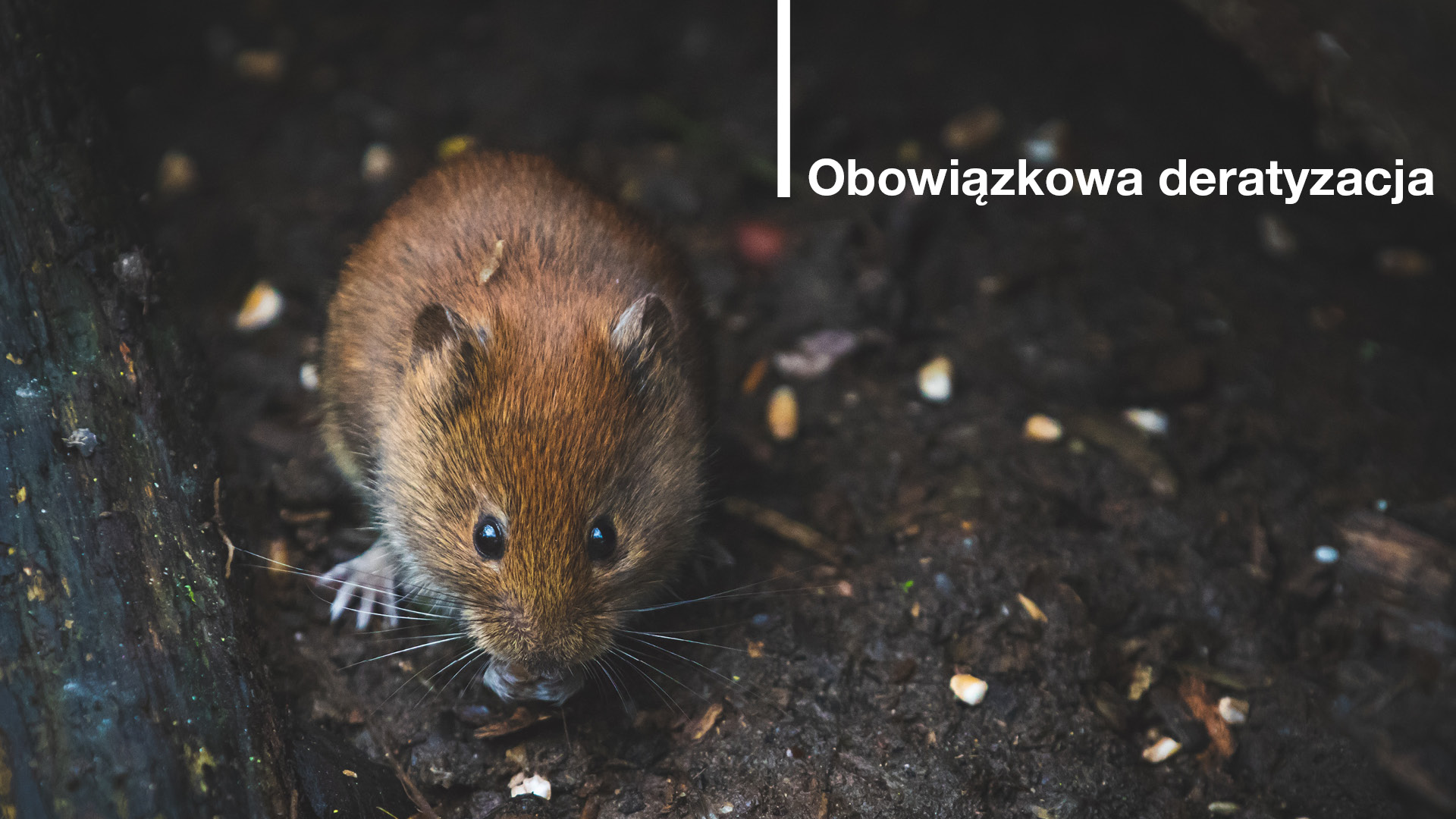 Na zdjęciu szczur na ziemi, obok napis "obowiązkowa deratyzacja" - grafika artykułu