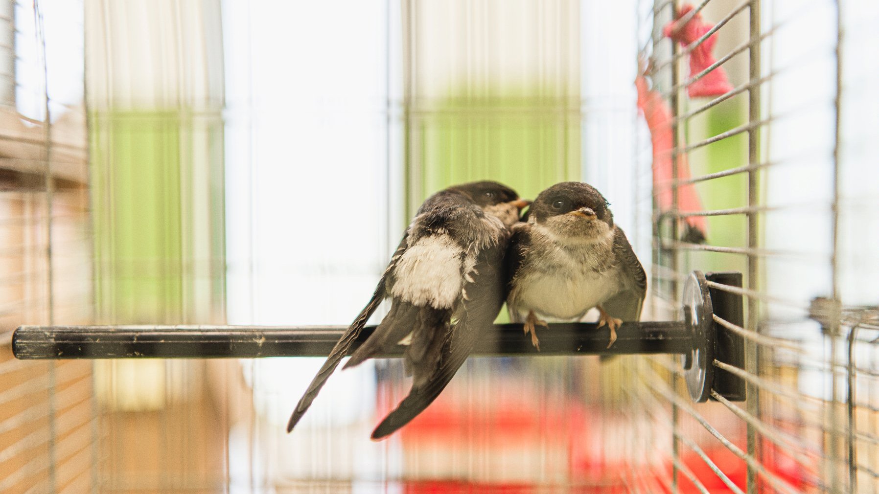 Na zdjęciu dwa ptaki siedzące w klatce