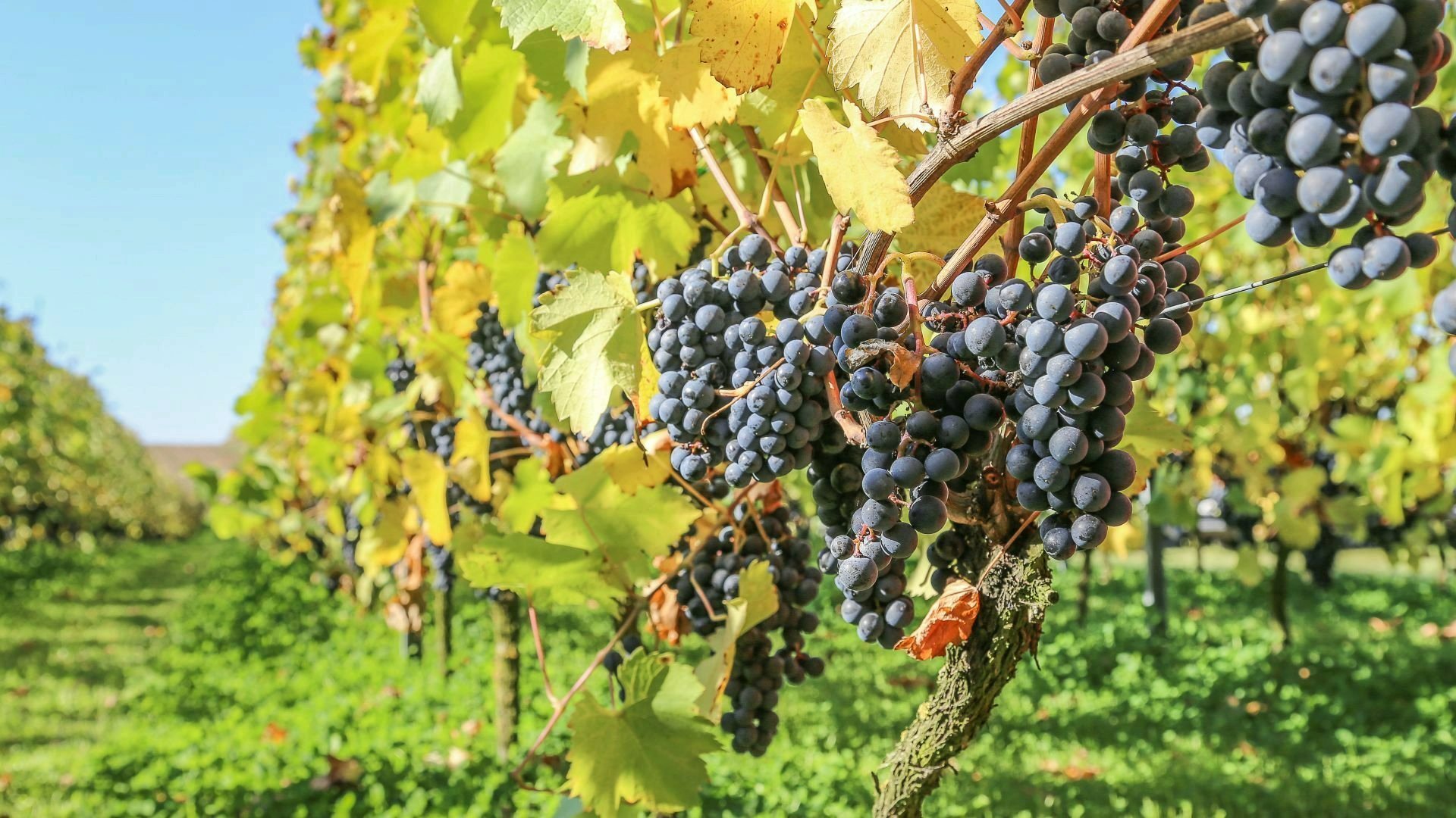 Zdjęcie przedstawia rosnące w winnicy winorośla