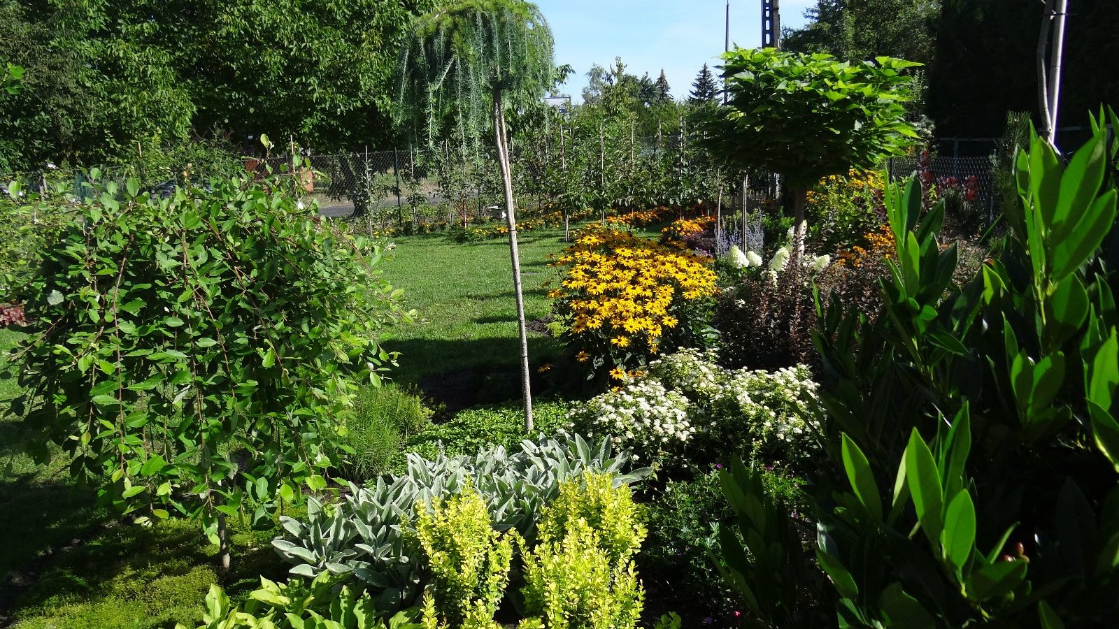 Na zdjęciu ogród - trawa, drzewa, krzewy oraz kwiaty