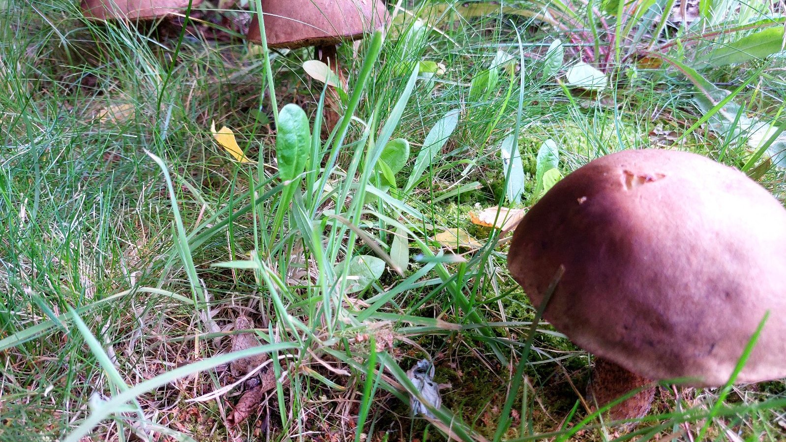 Na zdjęciu trzy grzyby rosnące w trawie