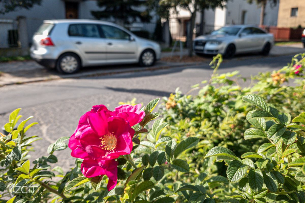 Róże rosnące przy ulicy - grafika artykułu