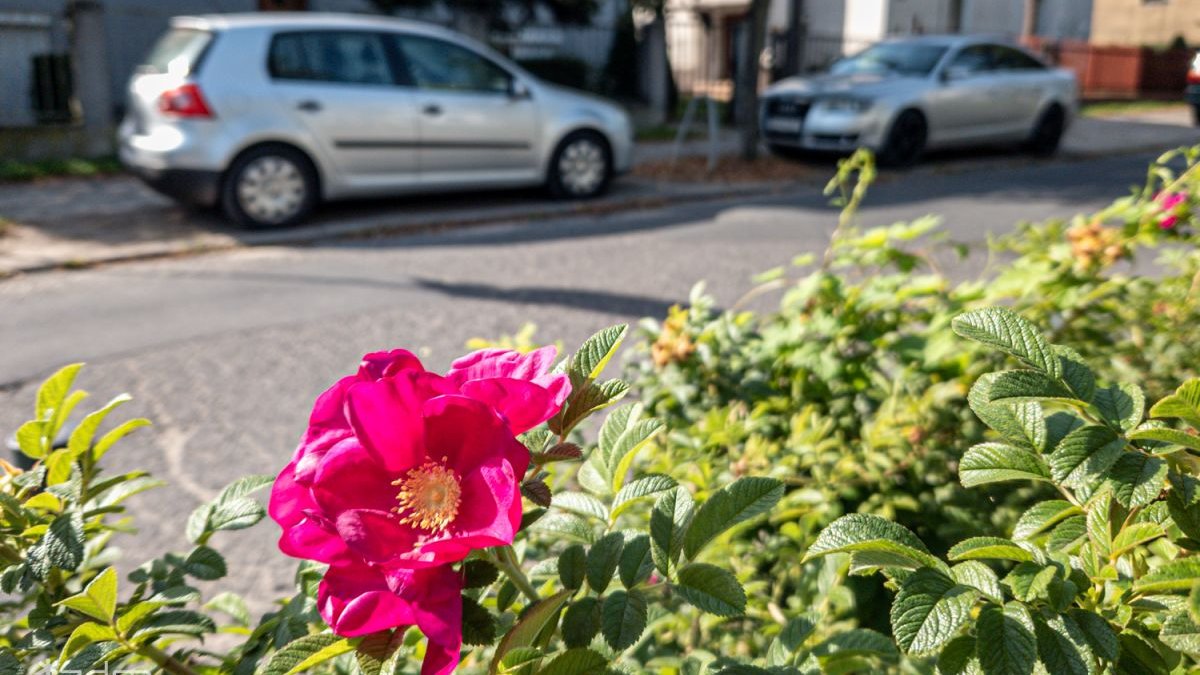 Róże rosnące przy ulicy