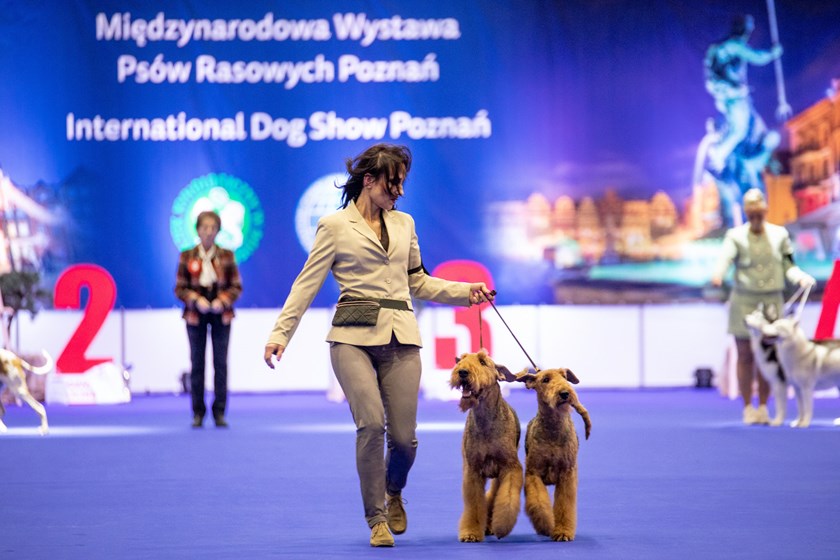Na zdjęciu kobieta idąca po wybiegu z dwoma brązowymi psami - grafika artykułu