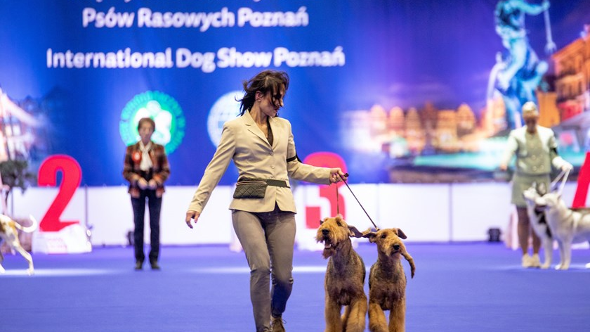 Na zdjęciu kobieta idąca po wybiegu z dwoma brązowymi psami
