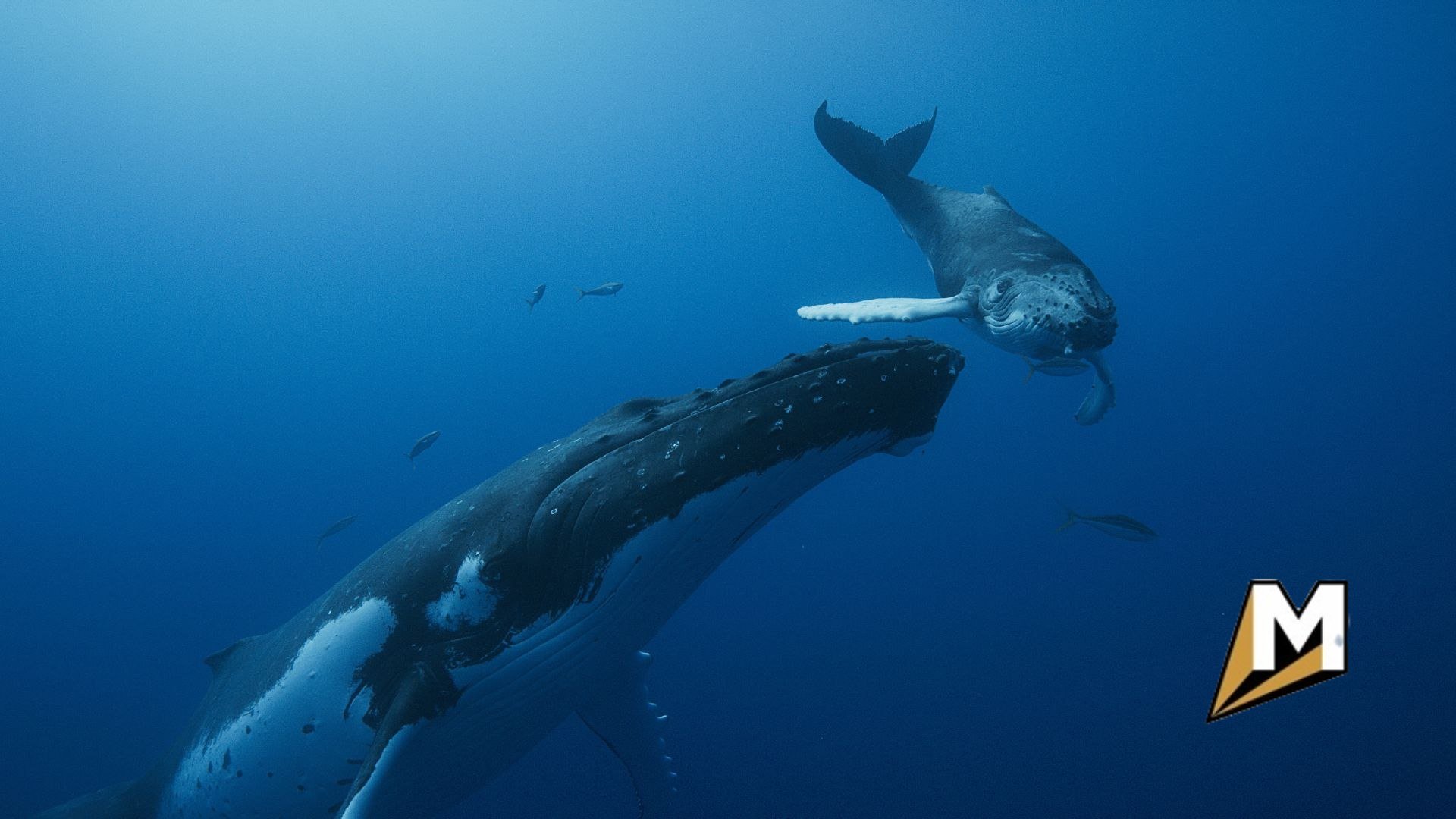 Zdjęcie przedstawia dwa duże stworzenia wodne (przypominające wieloryby) pływające pod wodą