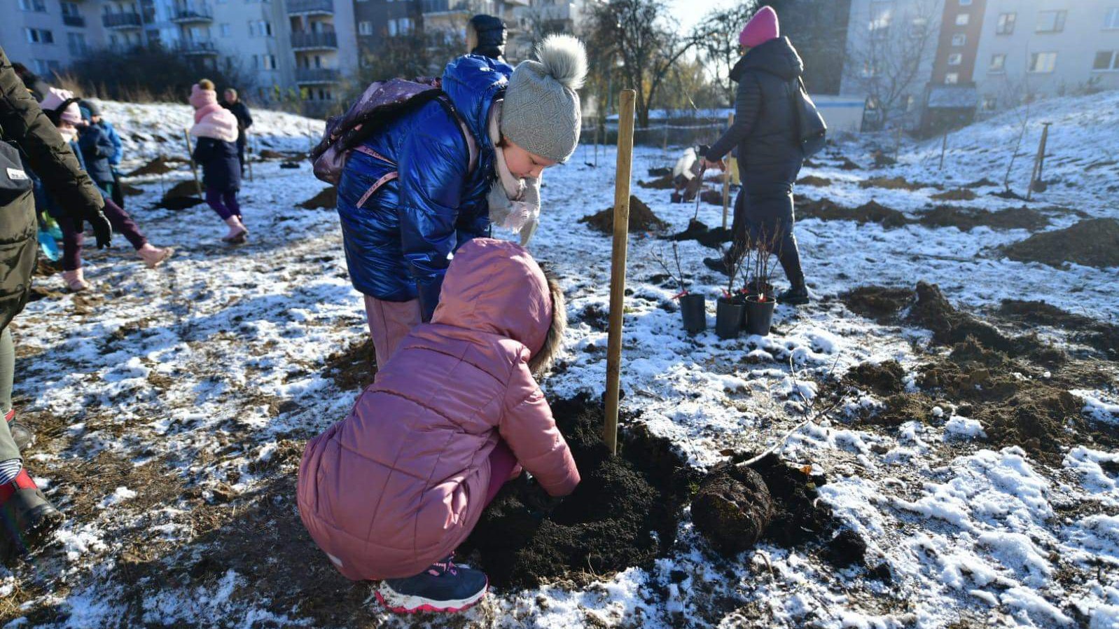 Galeria zdjęć z sadzenia sadu miejskiego