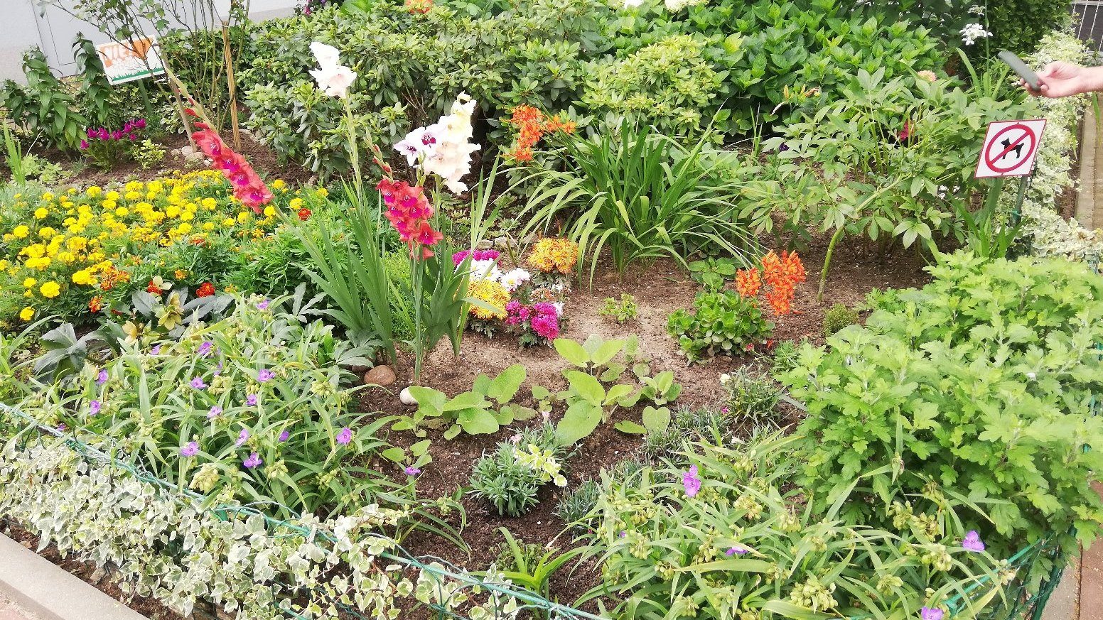 Na zdjęciu ogródek przydomowy, w centrum kwitnące kwiaty