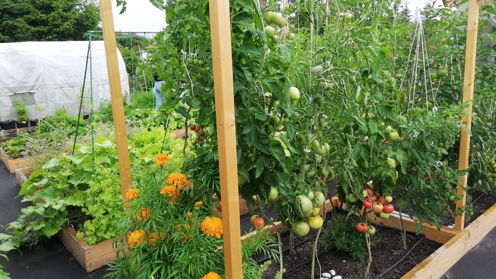 Na zdjęciu ogródek działkowy, na pierwszym planie grządka z pomidorami