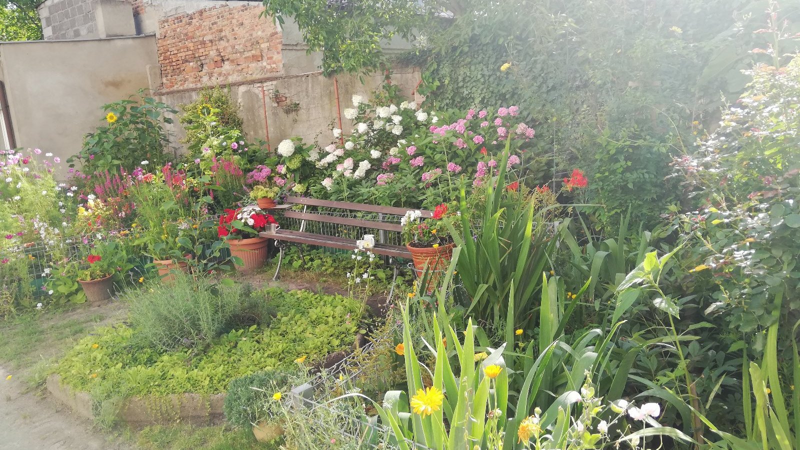 Na zdjęciu ogródek, w centrum ławka